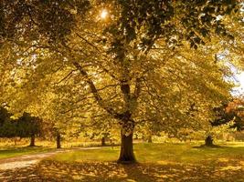 luz de outono brilhando através de uma árvore de sicômoro em um parque foto