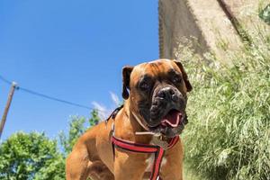 cara boxer cão. cachorro marrom feliz. expressão engraçada foto