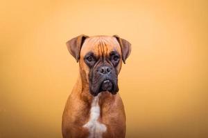 retrato de um cão boxer fofo em fundos coloridos, laranja foto