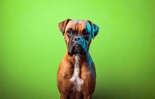 retrato de um cão boxer fofo em fundos coloridos, laranja foto