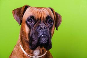retrato de um cão boxer fofo em fundos coloridos, verdes foto