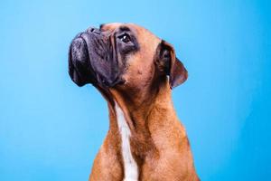 cão boxer no estúdio fotográfico em fundo azul