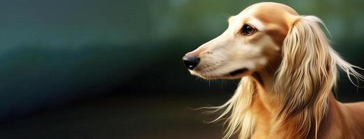 ai gerado saluki de raça pura lindo procriar do cachorro, fundo natureza foto