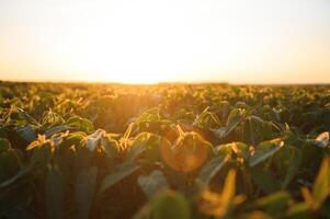 soja plantas dentro agrícola campo dentro pôr do sol, seletivo foco foto