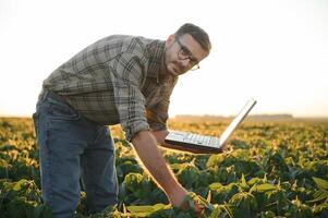 agricultor dentro soja Campos. crescimento, ar livre. foto