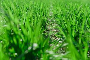 Primavera Relva em a campo, verde grama, Relva cresce em a campo, campo dentro Primavera foto