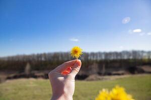 amarelo dente de leão contra a céu, dente de leão dentro mão contra a céu, amarelo dente de leão dentro Primavera. Primavera flores lindo fundo. foto