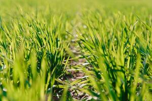 Primavera Relva em a campo, verde grama, Relva cresce em a campo, campo dentro Primavera foto