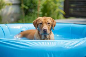 ai gerado cachorro natação dentro uma azul piscina desfrutando verão ao ar livre relaxamento foto