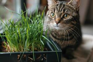 ai gerado malhado gato Próximo para uma crescendo kit do aceita animais de estimação verde Relva dentro de casa foto