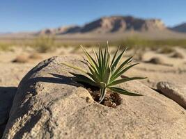 ai gerado uma plantar plantinha cresce em uma Rocha dentro a deserto em ensolarado dia foto