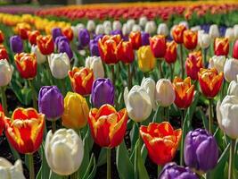 ai gerado uma vibrante e diverso matriz do colorida tulipas foto