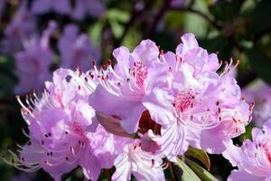 a fundo do natureza. floração galhos do árvores e arbustos dentro a parque. foto