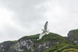 gaivotas voam pela bela paisagem do fiorde montanhoso na noruega. foto