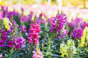 fundo natureza flor antirrhinum.snap dragão florescendo no jardim foto