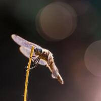 libélula fotografia, fechar-se tiro do uma libélula dentro a natural meio Ambiente foto