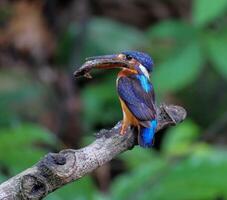 pássaro fotografia, pássaro foto, a maioria lindo pássaro fotografia, natureza fotografia foto