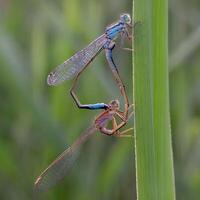 libélula fotografia, fechar-se tiro do uma libélula dentro a natural meio Ambiente foto