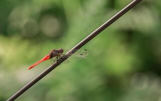 libélula fotografia, fechar-se tiro do uma libélula dentro a natural meio Ambiente foto