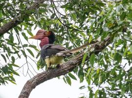 pássaro fotografia, pássaro foto, a maioria lindo pássaro fotografia, natureza fotografia foto