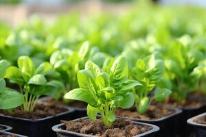 ai gerado fresco orgânico espinafre colheita crescendo em Estado do a moderno Fazenda plantação foto