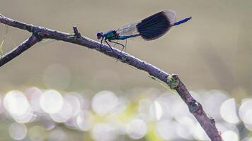 libélula fotografia, fechar-se tiro do uma libélula dentro a natural meio Ambiente foto