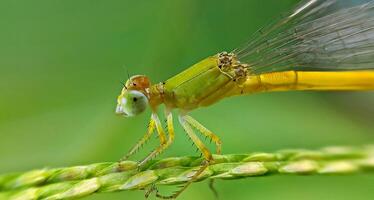 libélula fotografia, fechar-se tiro do uma libélula dentro a natural meio Ambiente foto