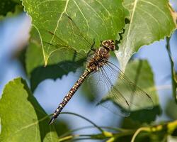 libélula fotografia, fechar-se tiro do uma libélula dentro a natural meio Ambiente foto