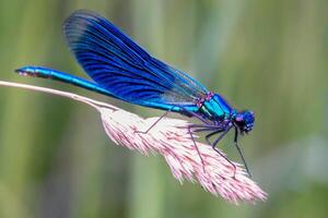 libélula fotografia, fechar-se tiro do uma libélula dentro a natural meio Ambiente foto