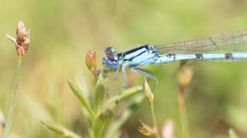 libélula fotografia, fechar-se tiro do uma libélula dentro a natural meio Ambiente foto