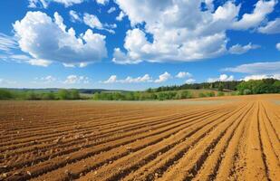 ai gerado sulcos. agrícola campo em que crescer acima batatas foto