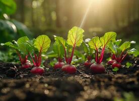 ai gerado beterraba plantas crescendo em a terra dentro uma jardim foto