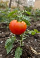 ai gerado vermelho maduro tomate cresce em arbusto dentro estufa foto