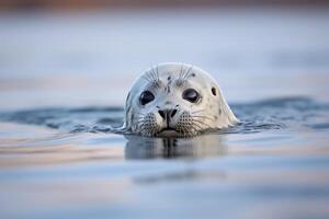 ai gerado cativante visão. gracioso pusa foca planador através a grande extensão do a ártico oceano foto