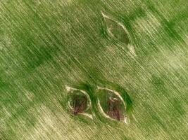 poder postes dentro verde campo. aéreo Visão em verde trigo campo com poder postes dentro interior. campo do trigo sopro dentro a vento em pôr do sol. agronomia, indústria e Comida Produção. foto