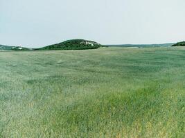 aéreo Visão em verde trigo campo dentro interior. campo do trigo sopro dentro a vento gostar verde mar. jovem e verde espigas. orelhas do cevada colheita dentro natureza. agronomia, indústria e Comida Produção. foto