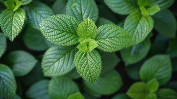 ai gerado fechar acima do verde plantar com folhas foto