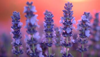 ai gerado lavanda campo às pôr do sol. fechar-se do lavanda plantar florescendo debaixo a Sol durante horário de verão. roxa flores a partir de aromático plantar lavanda. lavanda e pôr do sol foto