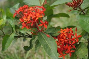 uma arbusto com laranja flores foto