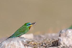 de bochecha azul comedor de abelhas, merops pérsio em uma Rocha com presa dentro Está boca. foto