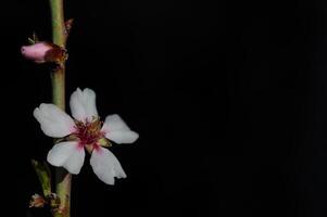 a flor do a amêndoa árvore este floresce dentro Primavera. fechar-se tomada. foto