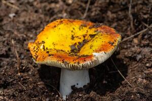 laranja cogumelo dentro a floresta foto