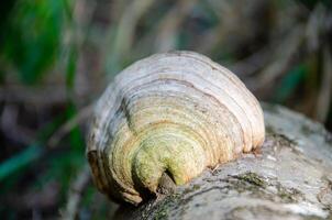 Tinder fungo, fomes fomentarius em a velho carvalho árvore tronco deitado dentro floresta. foto