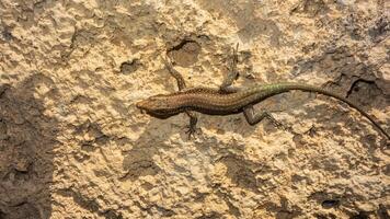 lagarto em a pedra, fechar-se do uma lagarto. foto