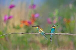 europeu abelharucos merops apiastro em pé em uma ramo com a inseto dentro Está boca. borrado colori flores dentro a fundo. foto