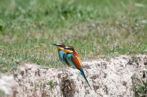 europeu abelharucos, merops apiastro dentro aninhamento habitat. foto