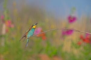 europeu comedor de abelha merops apiastro em pé em uma ramo. borrado colori flores dentro a fundo. foto