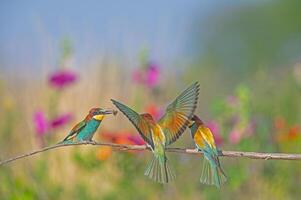 europeu abelharucos merops apiastro em pé em uma ramo com a inseto dentro Está boca. borrado colori flores dentro a fundo. foto