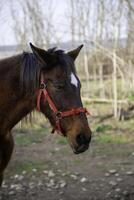 cavalo em uma fazenda foto