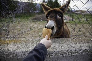 burro comendo cenouras foto